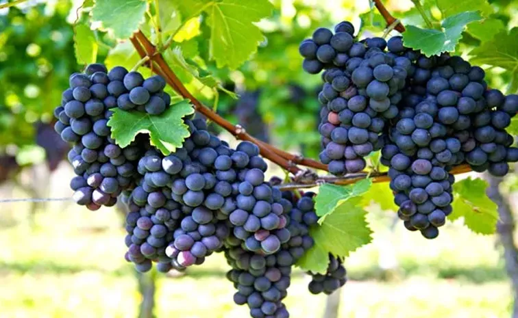 Do you  know the amazing Benefits of Black Grapes