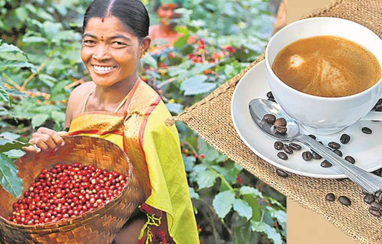 Araku Valley Coffee Flavors Are Its Development Funday Special Story