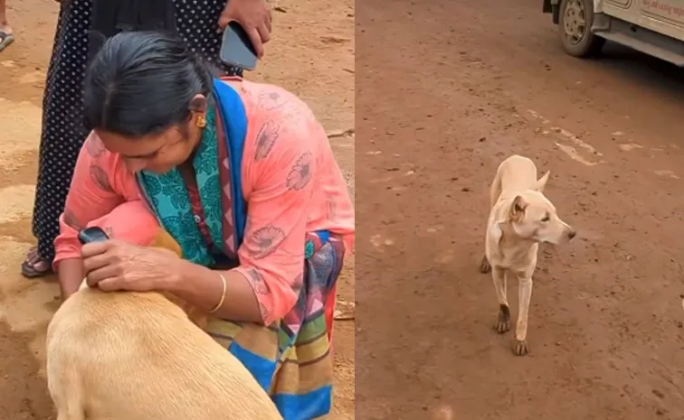  Kerala wayanad landslide a dog finds her owner emotional video viral 