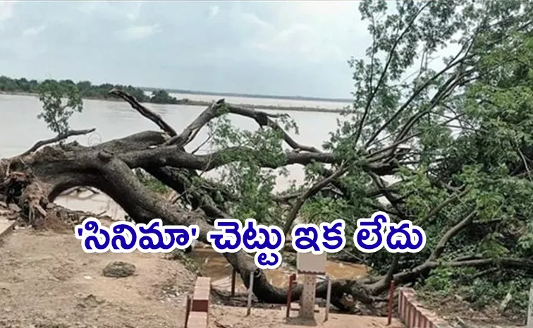 Kovvuru Cinema Tree Collapsed