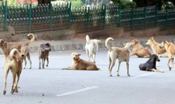 Another Boy Died In A Dog Attack In Hyderabad