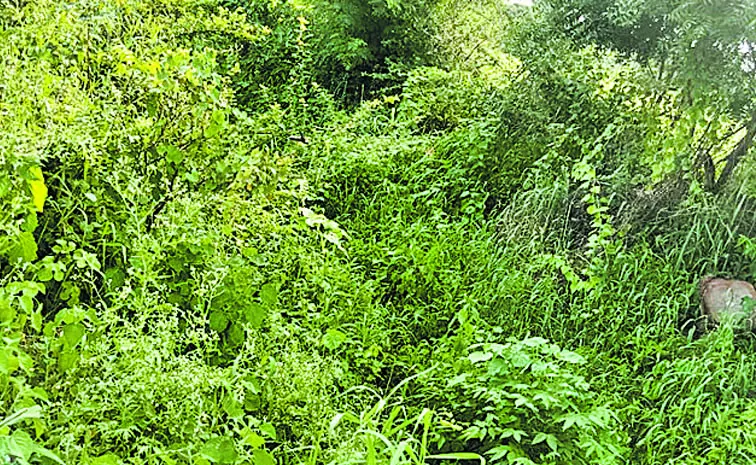 Accumulated thorn bushes and mad trees in Sagar canals