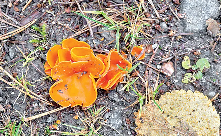 Orange Peel Fungus Funday Special Story