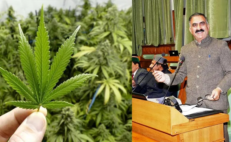 Himachal Congress Govt Legalise Controlled Cultivation Of Cannabis