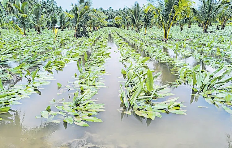 Farmers lost their investments due to floods