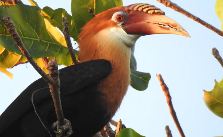 Narcondam hornbill vanished Narcondam Island of India