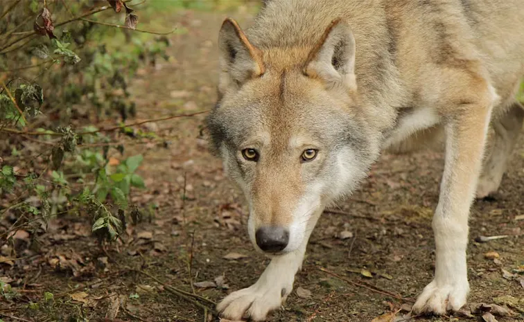 Wolf Now Attacks 13 Yaer Old Boy