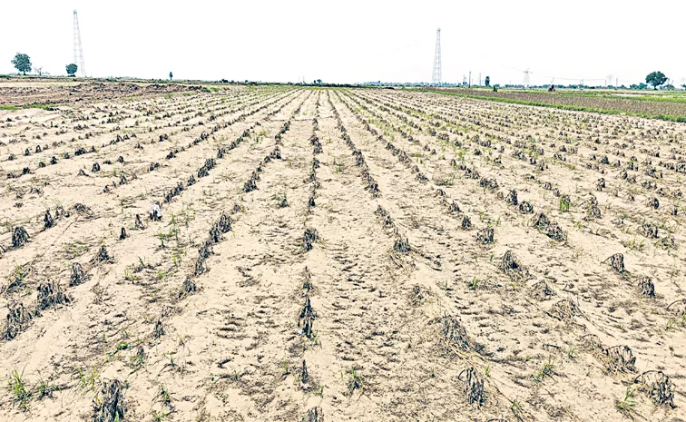 Huge Crop Loss Across Andhra Pradesh With Floods