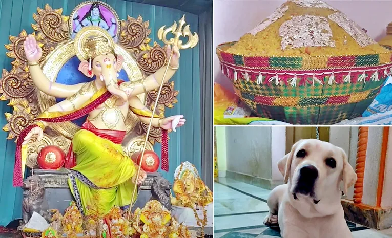 Ganesh laddu won by Hanumakonda Dog