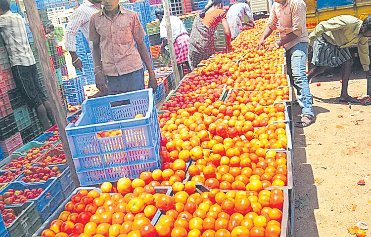 The price of tomato has been gradually increasing since two days