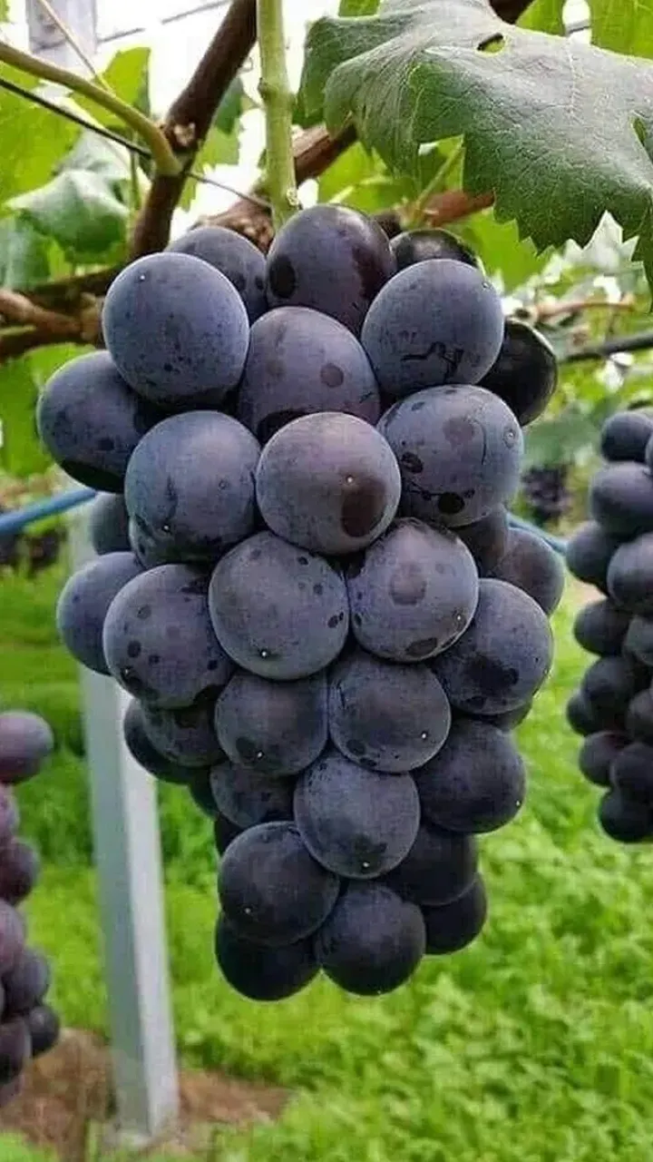  Powerful Reasons Why You Must Eat Black Grapes