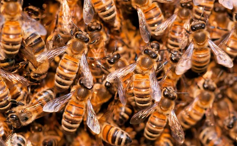 Honeybees attack on people in srikakulam district