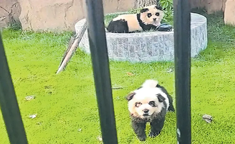 Chinese Zoo Admits It Painted And Posed Dogs As Pandas