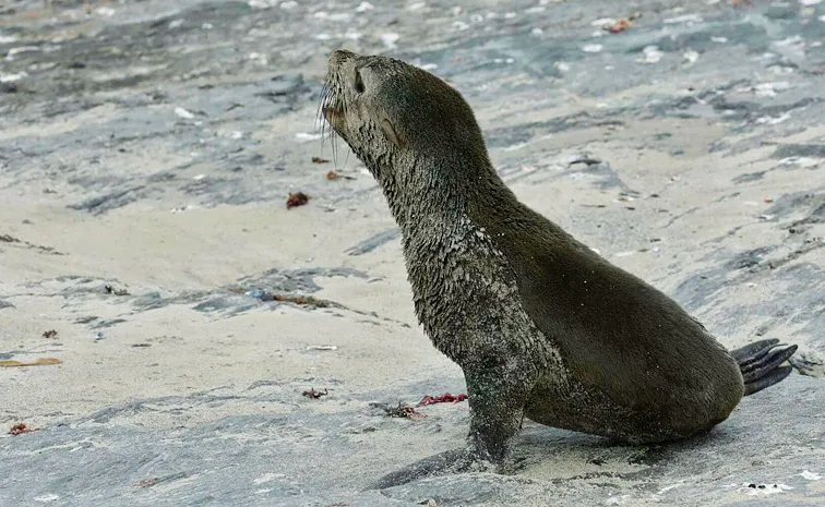 Identified First Known Outbreak of Rabies in Seals