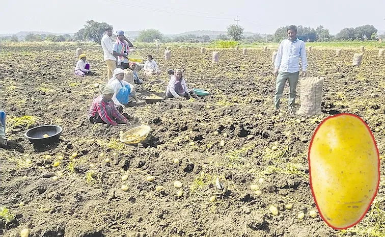 ఆలూ.. సబ్సిడీ ఇస్తే మేలు