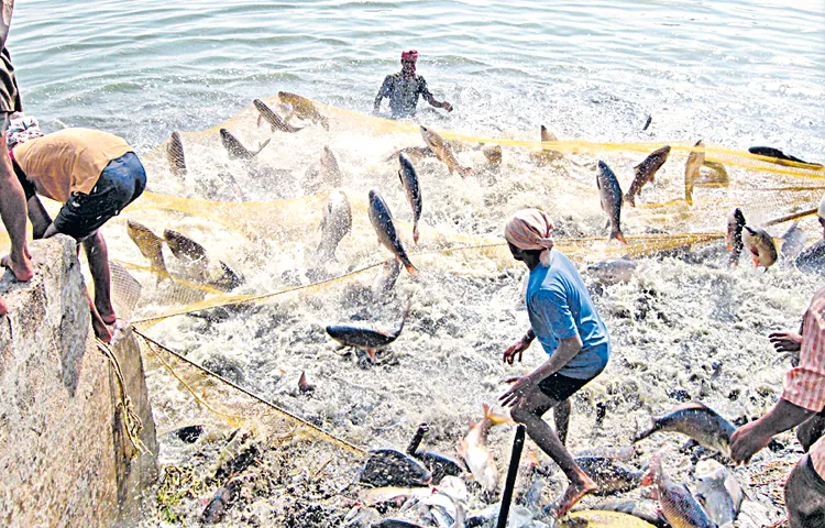 AP as carafe for fishery products exports