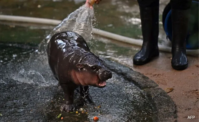 Moo Deng: The Two-Month-Old Pygmy Hippo Who Has Become Internet Sensation