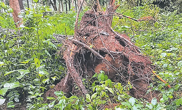 Tornado damages blows over trees