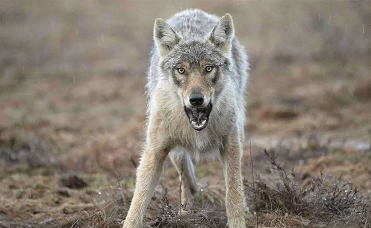 Attack Wolves Caught a Goat by Jumping Over a 7 Feet High Wall