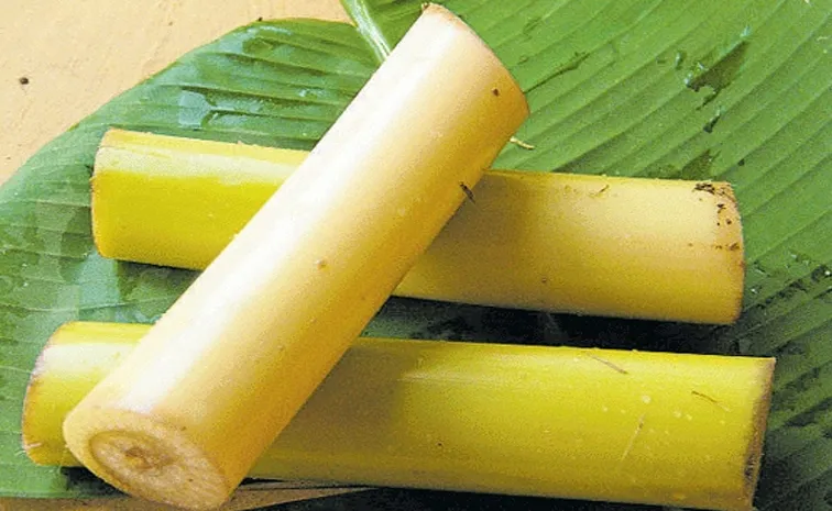  For Wait Loss Banana Stems check Nutrition values Benefits Side Effects