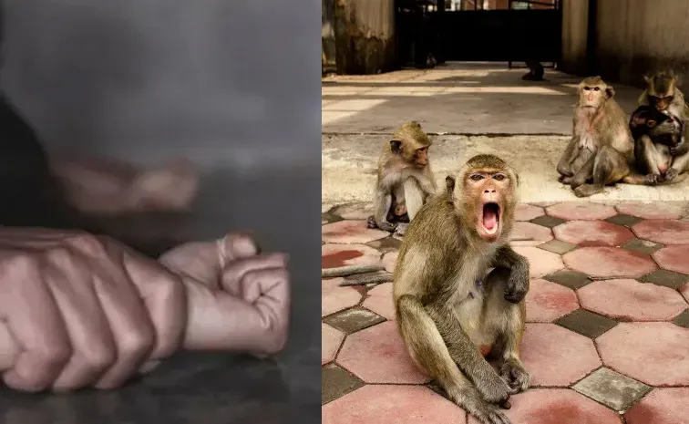 Monkey intervention saves girl from rape attempt in UP Baghpat Report