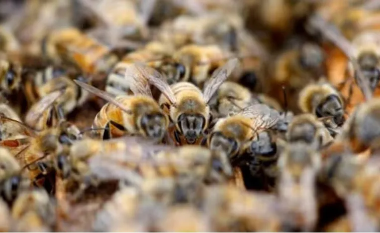 Four Of Family Died In Bees Attack