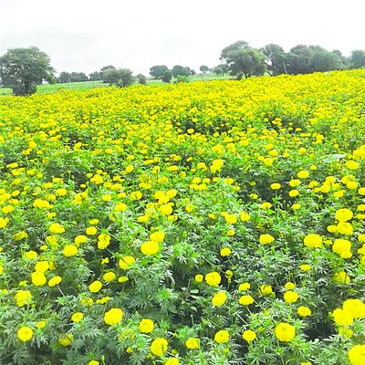 బంతి