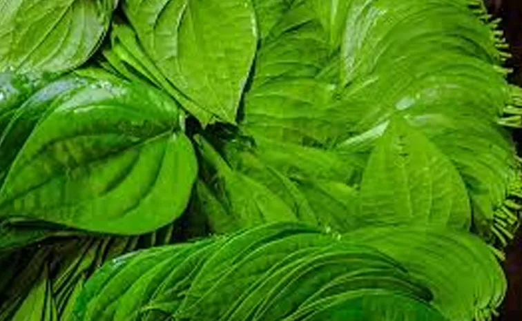 Do you know the health benefits of Green betel, but don't forget this