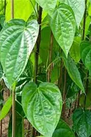 Do you know the health benefits of Green betel, but don't forget this7