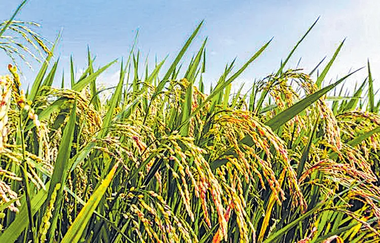 New regulations from Kharif