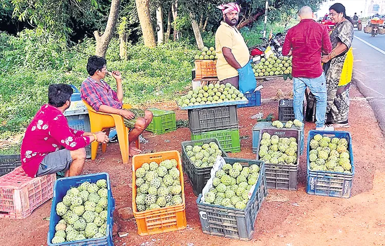 The demand for Custard apple has increased