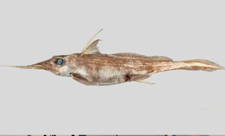 New Zealand scientists discover new 'ghost shark' species