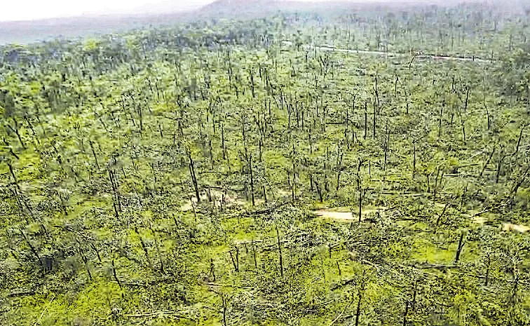 reasons why 50 thousand trees fell in forests of Eturunagaram