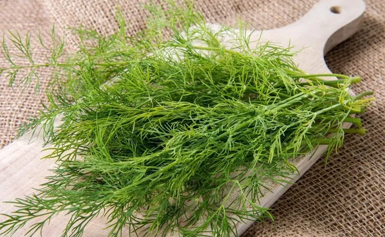 Dill leaves or Soya Astonishing  Nutritional health Benefits and Uses