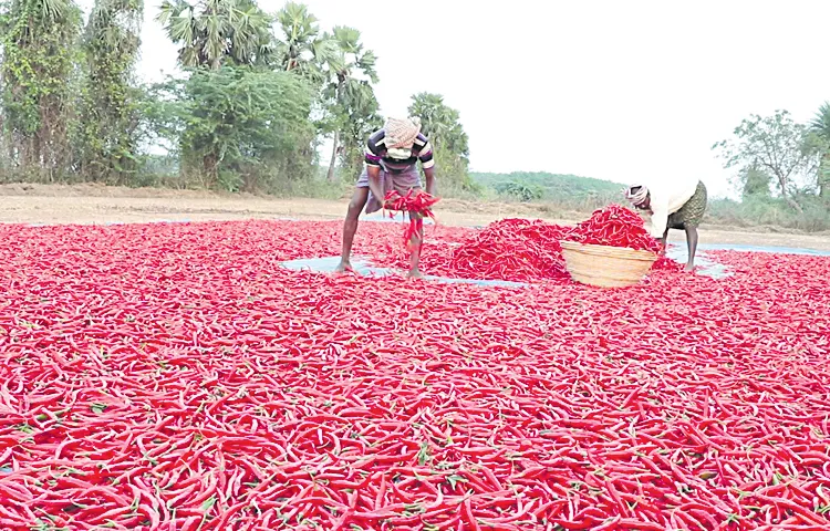 Chilli price has fallen drastically