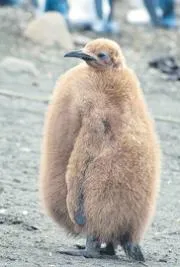 Pesto the penguin captivates millions as a viral sensation at Sea Life Melbourne Aquarium7