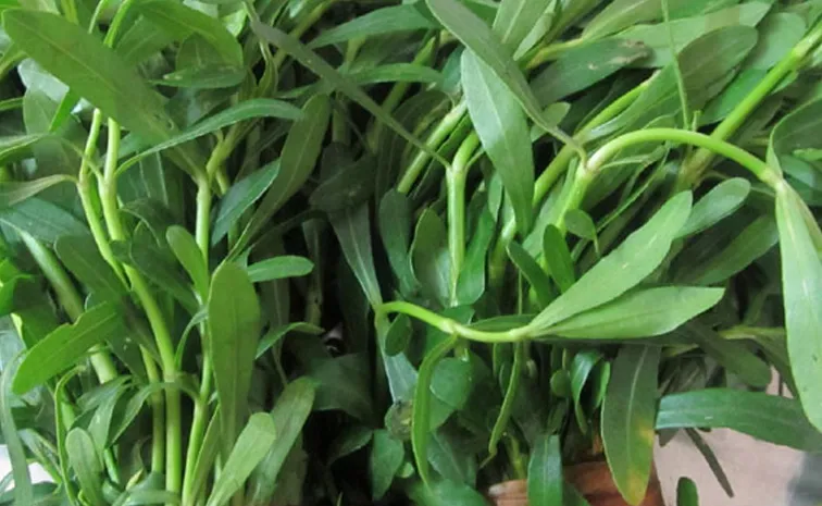 Do you know amazing health benefits ponnagantikura