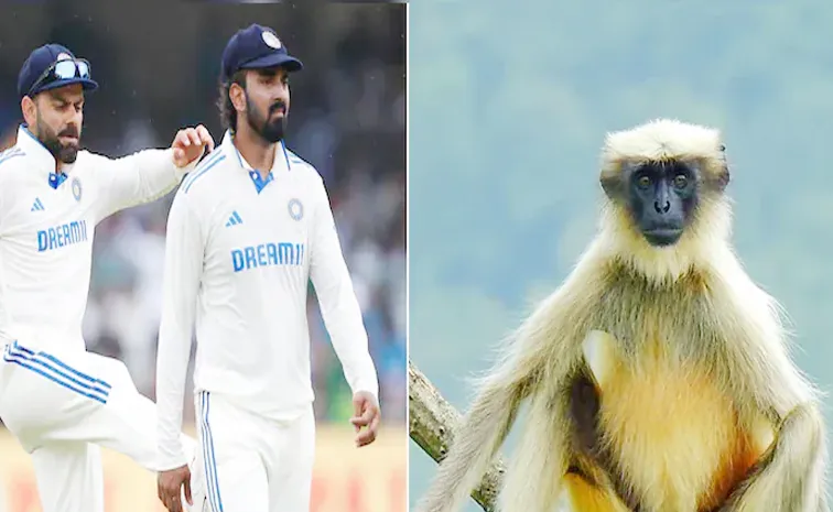 Ind vs Ban Kanpur Test Hires Langurs For Security During Match Why5