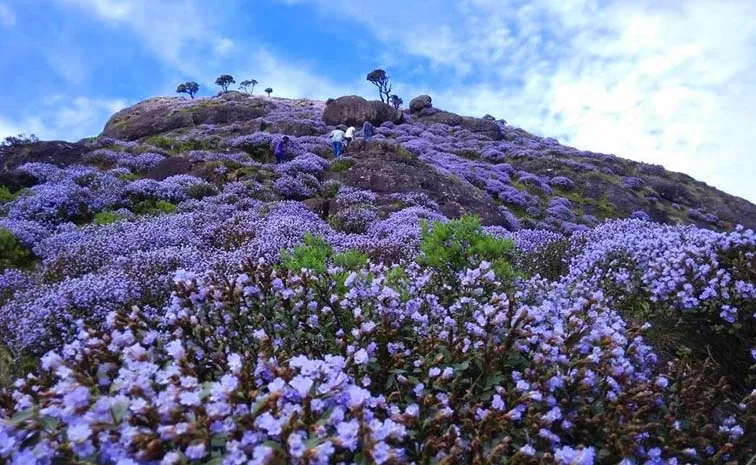 Neelakurinji Flowers Bloom In Nilgiris After 12 Years9