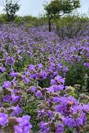 Neelakurinji Flowers Bloom In Nilgiris After 12 Years9