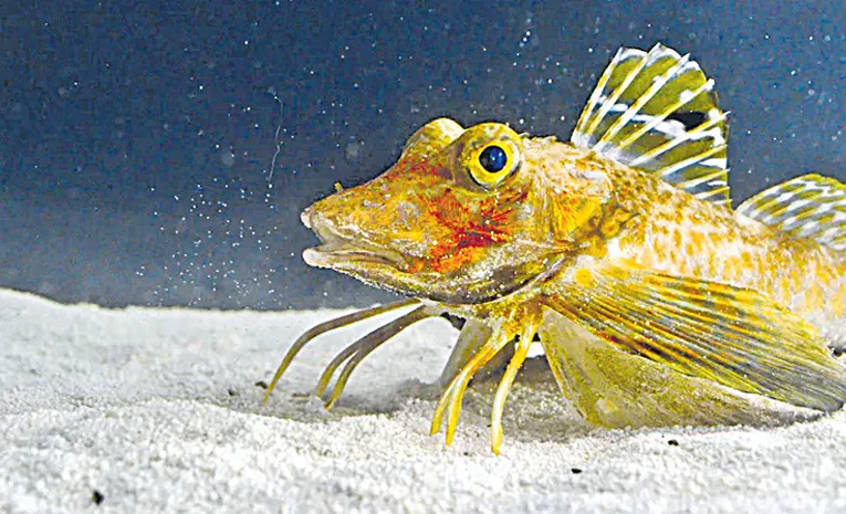 walking fish