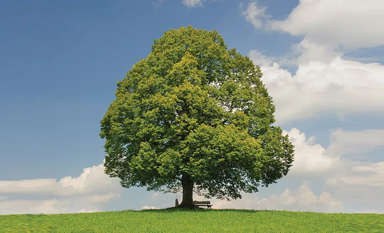 Did you know trees breathe?