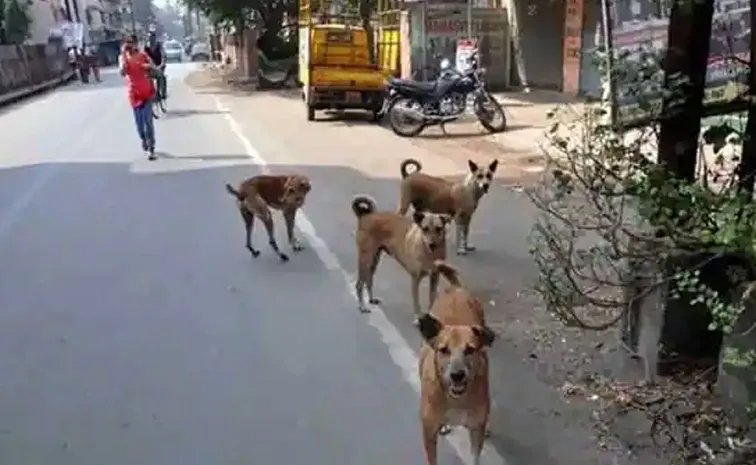 Dogs are Biting Thousand People Every day in Delhi