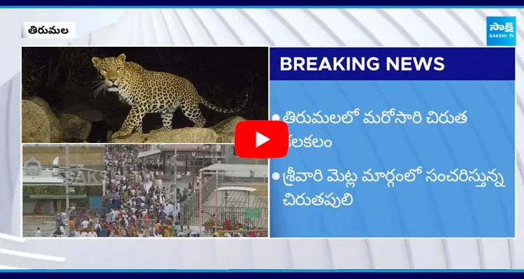 Leopard Hulchul In Tirumala