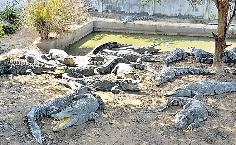 Thailand farmer forced to kill more than 125 endangered crocodiles