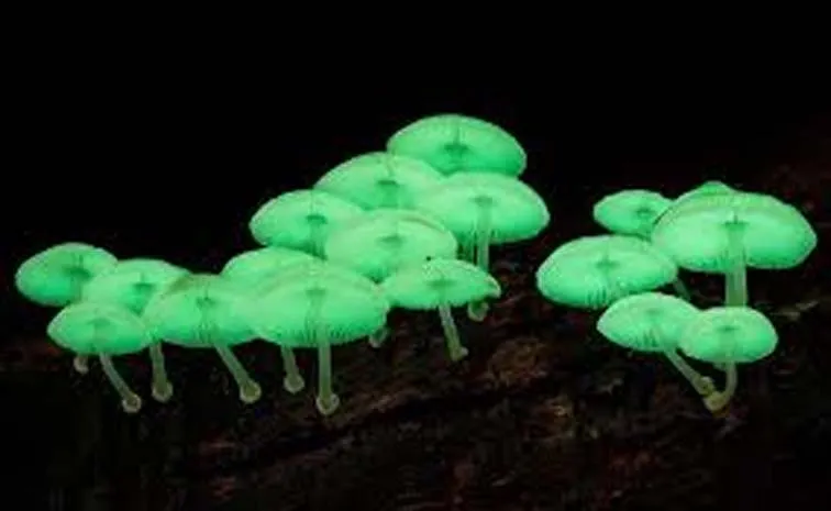 Mycena Chlorophos : Grow Glowing Mushrooms