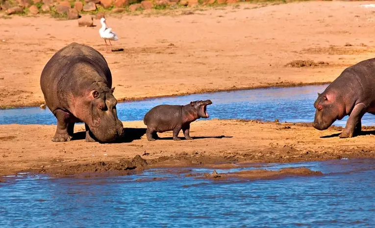 Namibia's drought crisis: Over 700 wild animals to be killed for food