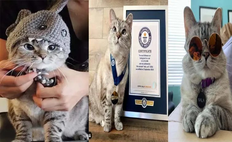 Meet Nala, The Richest Cat In The World With A Net Worth Of 100 Million Dollars