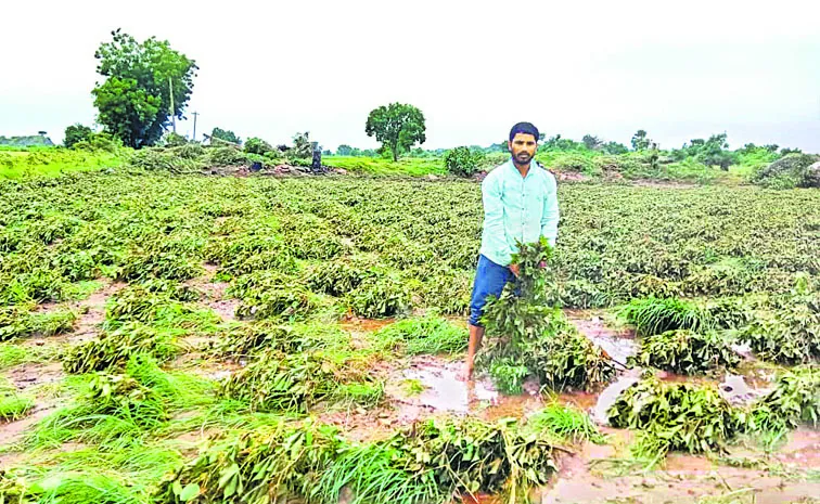 Telangana heavy rains and floods: 15 lakh acre inundated cultivation grinds to halt