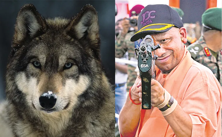 Uttar Pradesh Yogi Adityanath Government Has Issued Shoot And Orders Against Wolves